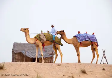 Camel in UAE